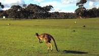 48 ore a Kangaroo Island per un’immersione nel bizzarro bestiario australiano