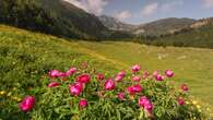 Fiori e “foraging”, cascate, castelli e nuovi ponti sospesi. In Trentino è primavera