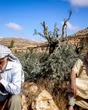 Perché Israele attacca gli alberi di ulivo palestinesi: migliaia quelli tagliati o avvelenati