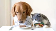 Altro che vita da cani: dai collari smart ai trattamenti spa, le ultime frontiere della pet economy