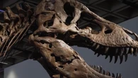 Venduto all’asta per oltre 50 milioni uno scheletro completo di T-Rex. È il più costoso di sempre