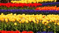 In Olanda nel parco di Keukenhof per la festa dei tulipani