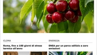 L’Enea contro il moscerino che attacca le ciliegie