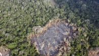 Deforestazione: persi 8 miliardi di ettari di foresta in un anno. Responsabili incendi e agricoltura