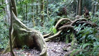 48 ore nel Gunung Leuser, il parco degli oranghi a Sumatra