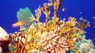 Temperature record nelle acque degli oceani