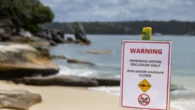 Australia, 39enne ucciso da uno squalo nel Queensland