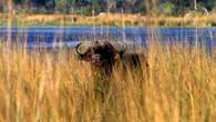 48 ore nel delta dell’Okavango, immenso zoo naturale perfetto per safari fotografici