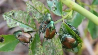 Arriva lo scarabeo giapponese: divora foglie e frutti e le larve mangiano l’erba. Allarme al Nord