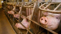 L’idea di sterminare i cinghiali per difendere gli allevamenti di suini del prosciutto di Parma