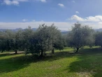 Fare il produttore di olio d'oliva in Veneto è sempre più difficile