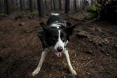 Un chien parcourt six kilomètres pour sauver son maître victime d'un accident de voiture dans l’Oregon