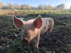Tarn-et-Garonne : un foyer de maladie virale très contagieuse détecté dans un élevage de porcs