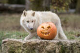 Halloween au Parc Animalier de Sainte-Croix : remontez le temps et vivez un séjour unique en France !Contenu proposé par PARC ANIMALIER DE SAINTE-CROIX