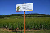 Vosne-Romanée, Gevrey-Chambertin, Montrachet… À Beaune, 600 panneaux d’appellations mis aux enchères