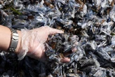 Que sont les vélelles, ces animaux marins qui pullulent sur les plages du sud de la France ?