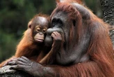 Pourquoi la Malaisie veut-elle offrir des orangs-outangs aux pays acheteurs d’huile de palme ?
