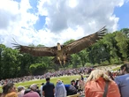 Jeu concours : vivez une expérience inoubliable avec les rapaces de la première et seule volerie d’Île-de-FranceContenu proposé par ESPACE RAMBOUILLET