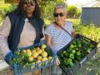 À Perpignan, les fruits et légumes non ramassés bénéficient aux étudiants de l’université