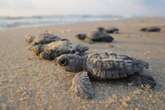 Bébés tortues peints de toutes les couleurs : une pratique inhumaine et dangereuse