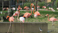 Algérie : près de 300 poussins flamants roses sauvés par des bénévoles face à la sécheresse