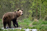 « C’était horrible » : une jeune femme de 19 ans tuée par un ours lors d’une randonnée en Roumanie