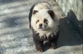« Plus amusant » : un zoo chinois assume avoir teint des chiens pour imiter des pandas