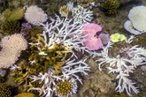 Grande Barrière de Corail : la température de l’eau plus élevée ces dix dernières années que depuis 400 ans