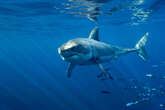 Var : un grand requin blanc observé dans les eaux de Porquerolles