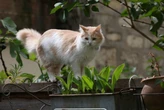 Côte-d’Or : l’« empoisonneur de chats » fait-il son retour à Lechâtelet ?