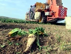 Pesticides : le gouvernement autorise les betteraviers à utiliser davantage un produit contre les pucerons