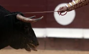 Corrida : le gouvernement espagnol supprime le prix national de la tauromachie, une forme de « torture animale »