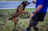 Dugny : deux molosses euthanasiés après avoir mordu grièvement une femme