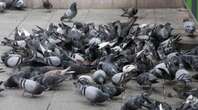 Des méthodes « cruelles » d’euthanasie des pigeons : la ville d’Orléans pointée du doigt