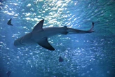 États-Unis : trois personnes blessées, dont l’une grièvement, dans deux attaques de requin en Floride