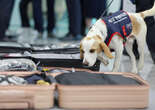 JO Paris 2024 : la Corée du Sud mobilise un chien contre les punaises de lit à l’aéroport d’Incheon