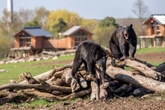 Cet été, évadez-vous en Moselle au cœur de la nature sauvageContenu proposé par PARC ANIMALIER DE SAINTE-CROIX