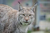 Bas-Rhin : un jeune lynx agressé à coups de pelle meurt de ses blessures, une enquête ouverte