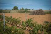 Plus de la moitié du vignoble pourrait disparaître dans les Pyrénées-Orientales