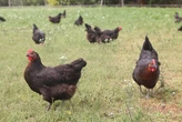 Grippe aviaire : la France quasi épargnée grâce à la vaccination et une moindre circulation, selon l’Anses