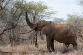 Éléphants, zèbres… la Namibie va abattre 723 animaux sauvages pour donner la viande aux victimes de la sécheresse