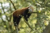 Vivez une aventure unique en famille pour découvrir la biodiversité mondialeContenu proposé par PARC ANIMALIER DE SAINTE-CROIX