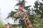 « Mon cœur s’est arrêté »… Une petite fille soulevée dans les airs par une girafe lors d’un safari au Texas