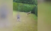 Des enfants filmés en train de maltraiter à mort un mouton, indignation en Belgique