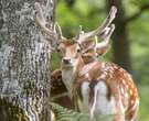 Une escapade 100 % nature aux portes de ParisContenu proposé par ESPACE RAMBOUILLET