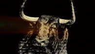 Youtube vuelve a la carga contra los toros: censura el spot promocional de la Feria de San Isidro por su "contenido violento"