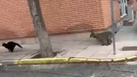 Un lince revoluciona la vida de Cabañas de Yepes (Toledo): se pasea por el centro, caza gatos y atrae curiosos