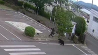 Un oso ataca a cuatro personas en medio de la ciudad de Fukushima