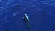 Orcas inmovilizan crías de tiburón blanco para comerse su hígado y absorber su energía
