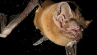 El murciélago más grande de Europa devora a un pájaro en pleno vuelo: la espectacular escena de caza grabada por científicos españoles